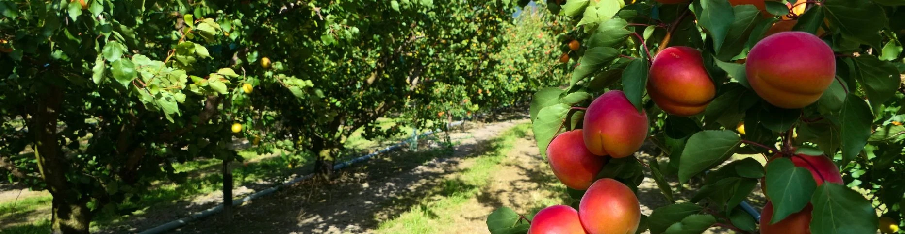 Mezőgazdasági és élelmiszeripari pályázatírás