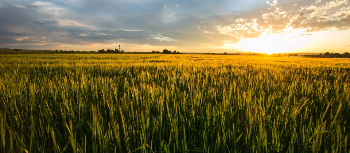 5%-os fix kamatozású agrárhitel mezőgazdasági beruházáshoz