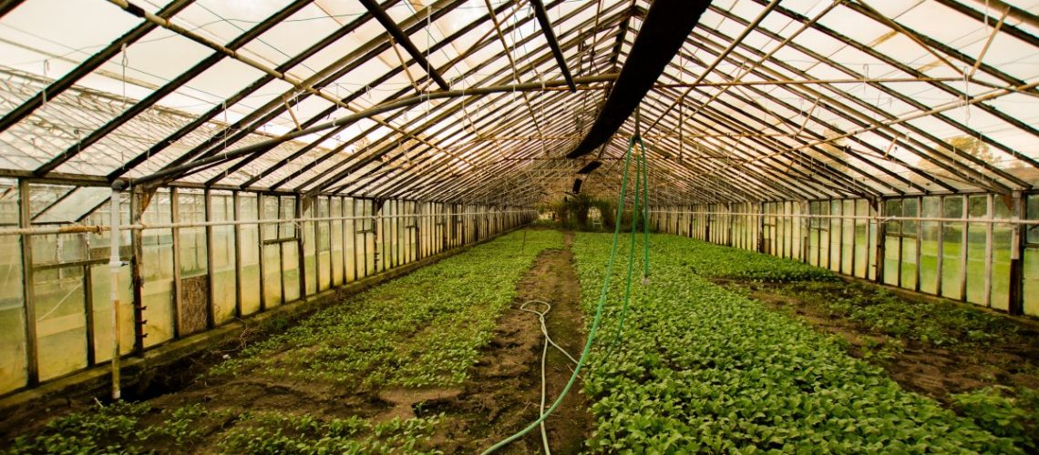 80 milliárd forintos támogatási csomag az állattenyésztőknek és a kertészeteknek