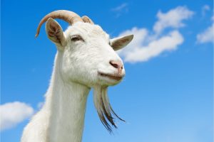 Állattartó telep pályázat