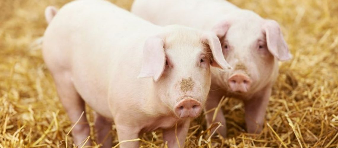 Amire mindenki kíváncsi: Mi várható 2021-től? Válaszol az Agrárminisztérium