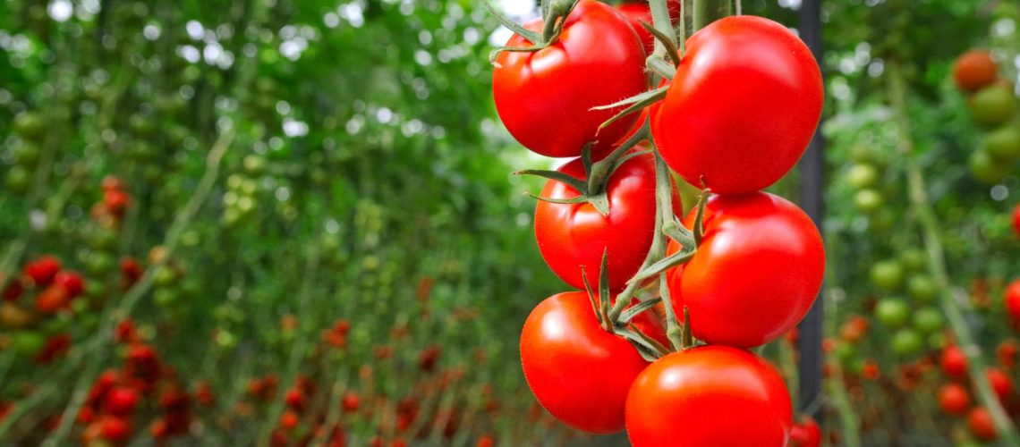 Kertészeti pályázatok 2024: Post harvest támogatások